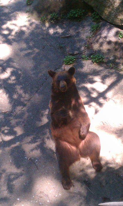 appalachian trail bear harriman parks 06