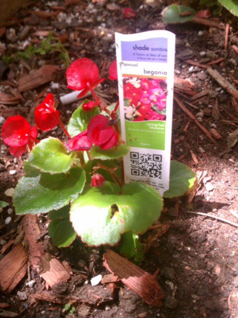 begonia with information card 1