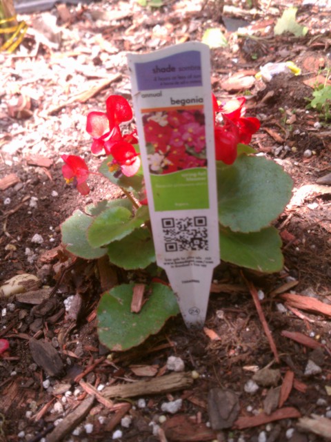 begonia with information card 5