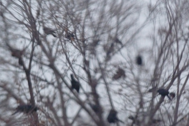 minneapolis mega murder crows 4