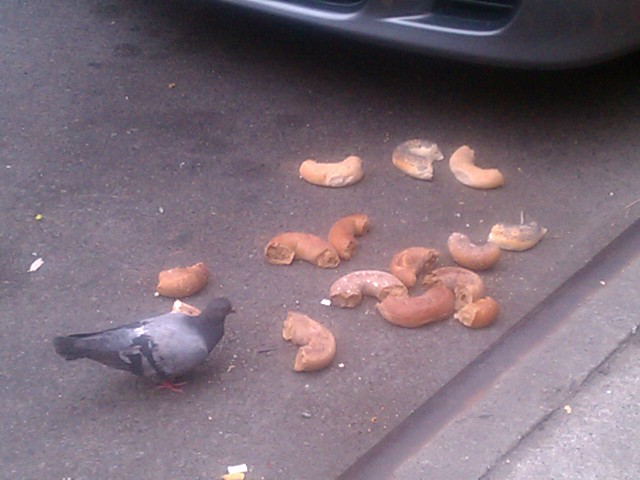 pigeon bagels 4