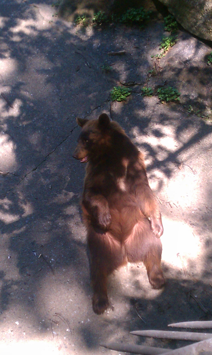 appalachian trail bear harriman parks 08