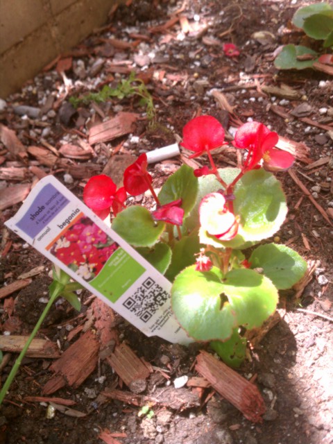 begonia with information card 3