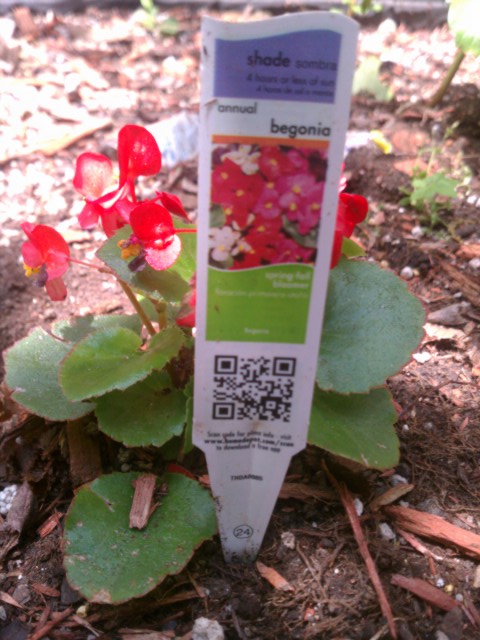 begonia with information card 6