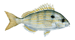 Motor Plasticity in the Feeding Mechanism of the Pinfish Lagodon Rhomboides (Teleostei; Sparidae)