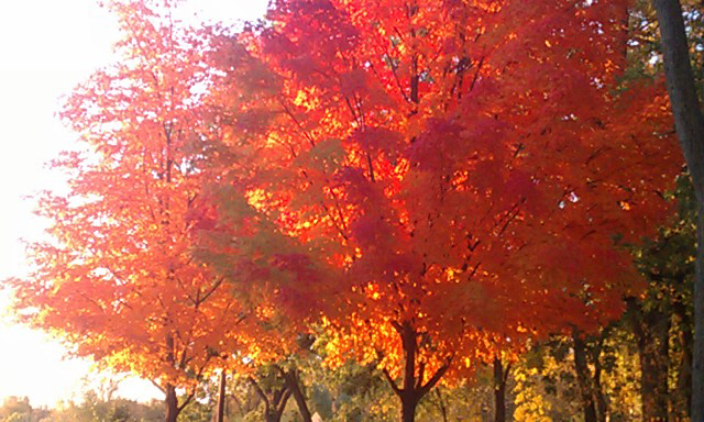 minneapolis fall trees 2
