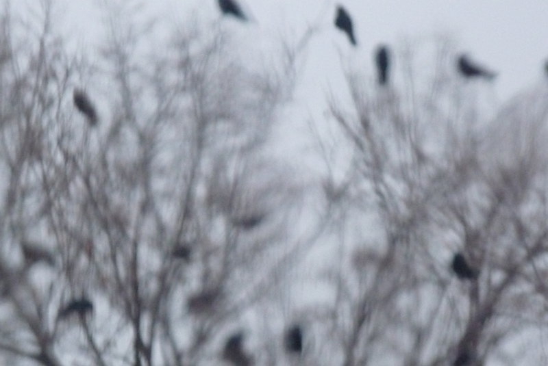 minneapolis mega murder crows 2