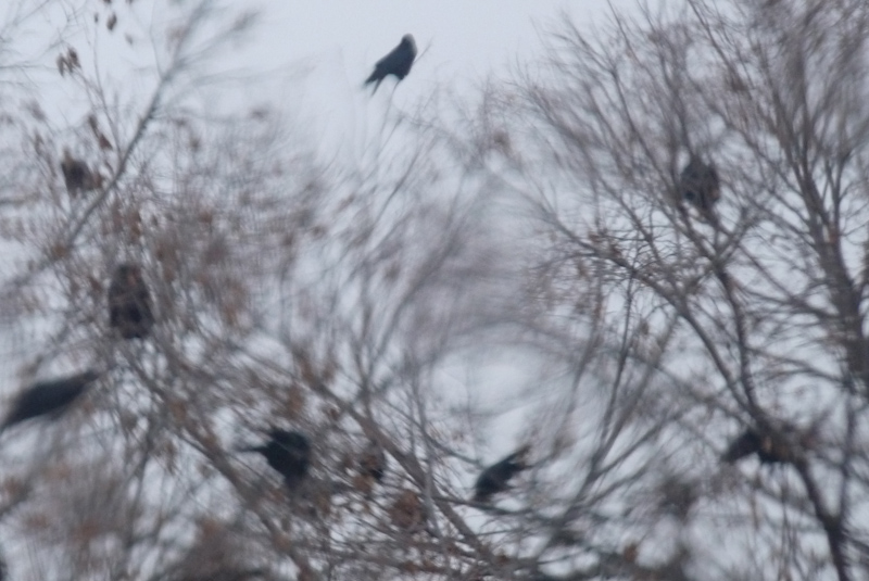 minneapolis mega murder crows 3