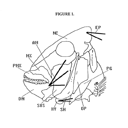 pinfish lagodon rhomboides musculoskeletal diagram